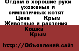 Отдам в хорошие руки ухоженых и симпатичных котят › Цена ­ 0 - Крым Животные и растения » Кошки   . Крым